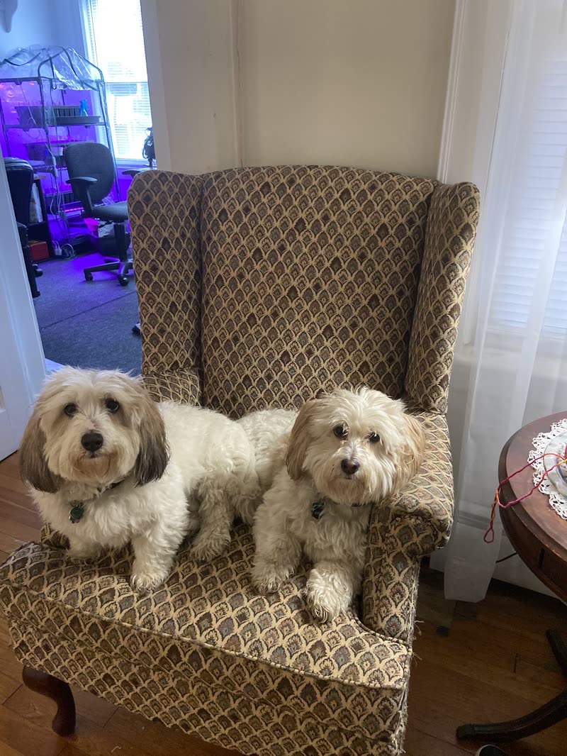 Two cream dogs on a wingback chair in a homely room with a window behind