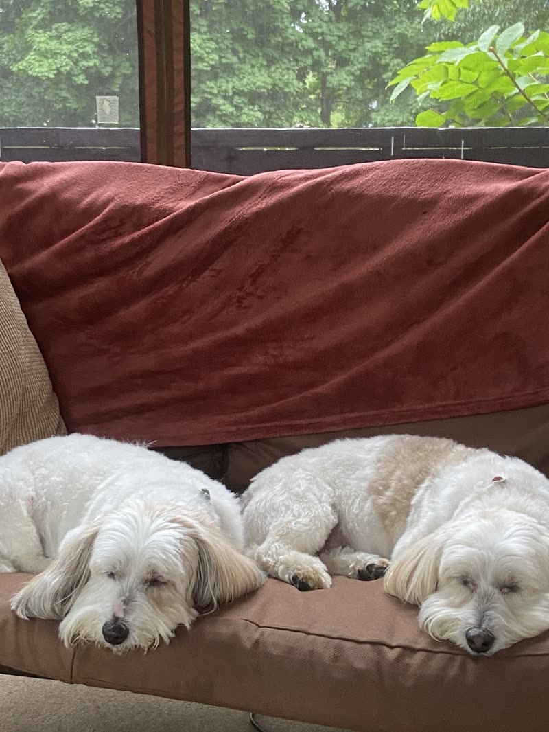 Two white shaggy dogs dozing stretched out on a couch under a red blanket