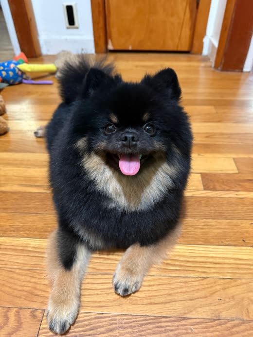 Close portrait of a fluffy black-and-tan Pomeranian smiling on a wooden floor