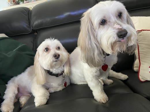 Two freshly groomed white dogs sitting side by side on a dark leather sofa