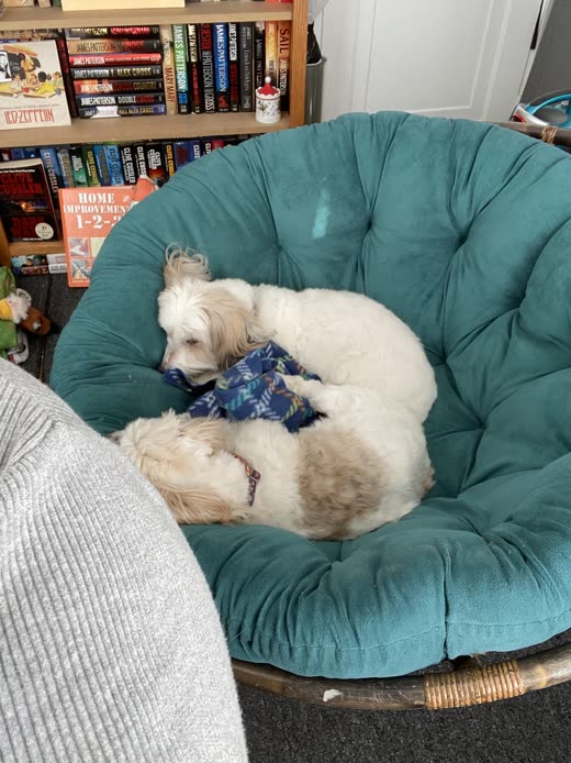 A small cream dog in a bandana asleep on a teal papasan cushion