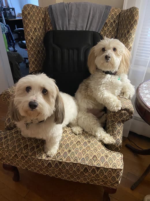 Two small cream shaggy dogs sitting together on a patterned wingback armchair