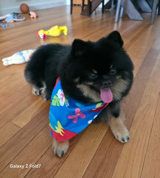 A black-and-tan Pomeranian in a Hawaiian-print bandana, tongue out, on a hardwood floor